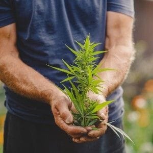 Creso Pharma welcomes TGA decision opening up commercial cannabis opportunities Creso Pharma welcomes TGA decision opening up commercial cannabis opportunities